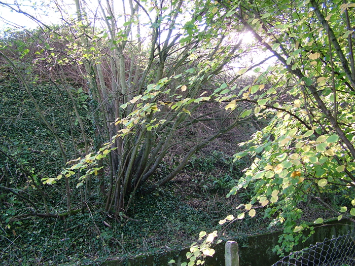 2005_1117yeoviltown0030