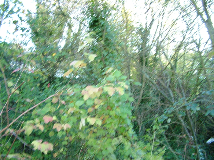 2005_1117yeoviltown0032