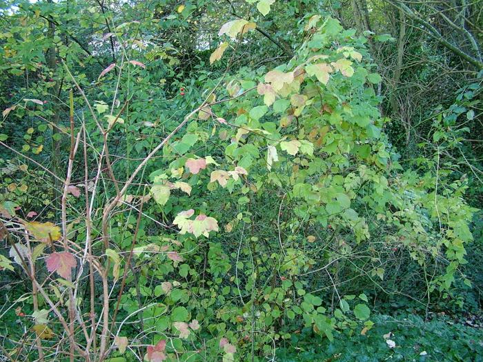 2005_1117yeoviltown0033