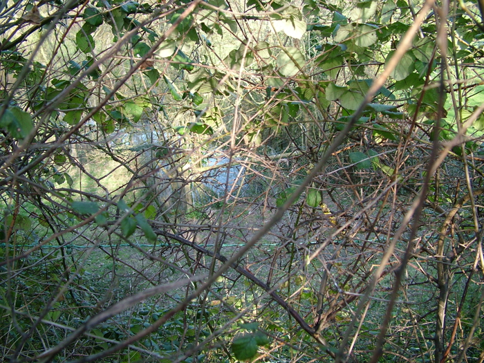 DSCF6129