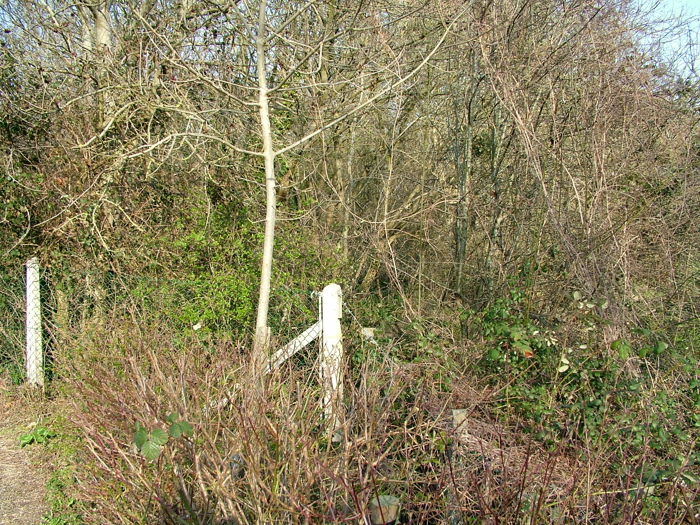 DSCF6136